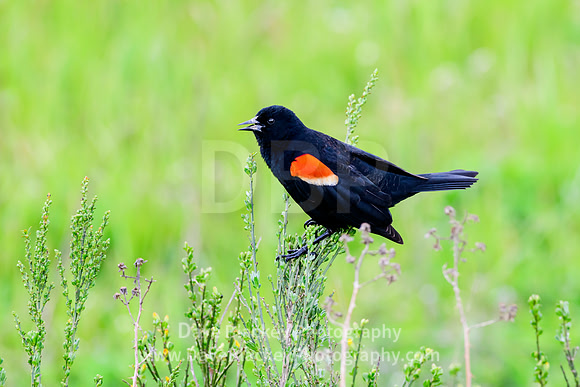 blackbird, red-winged, singing, Cowichan River Estuary