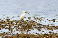 snowy egret, eating fish, hunting, Cowichan River Estuary