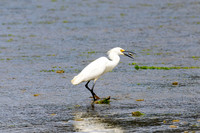 snowy egret, eating fish, hunting, Cowichan River Estuary