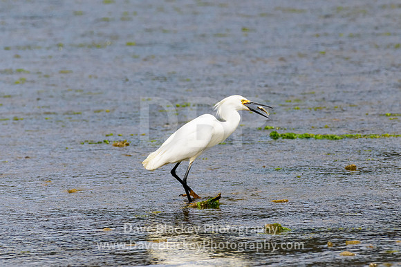 snowy egret, eating fish, hunting, Cowichan River Estuary