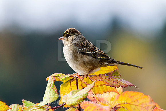 sparrow, golden-crowned, Cowichan Bay