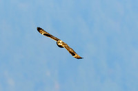 short-eared owl, flying, Cowichan River Estuary, Cowichan Bay