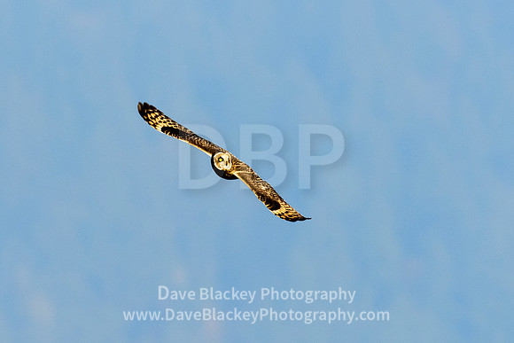 short-eared owl, flying, Cowichan River Estuary, Cowichan Bay