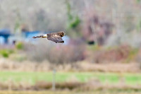 northern harrier hawk, marsh hawk, hunting, Cowichan River Estuary