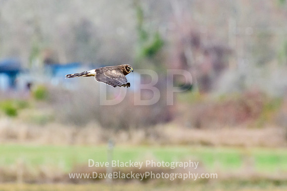 northern harrier hawk, marsh hawk, hunting, Cowichan River Estuary