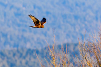 marsh hawk, northern harrier hawk, hunting, Cowichan River Estuary