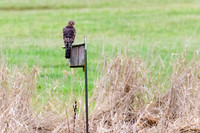 marsh hawk on bird box, resting, Cow Bay