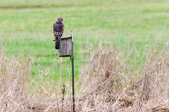 marsh hawk on bird box, resting, Cow Bay