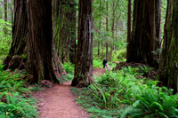 Redwood Forest, Redwood State Park, California, USA, woman, Golden Retriever, walk