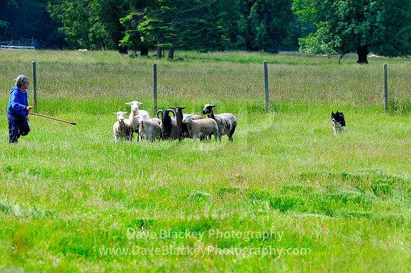 Cobble Hill, sheep dog, herding, Border Collie, recreation, lifestyle
