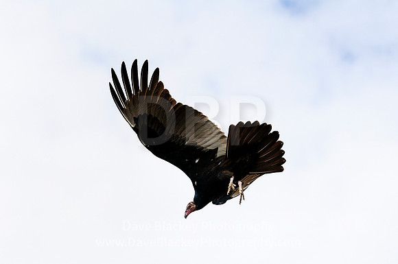 Turkey Vulture (Cathartes aura) flying, Turkey Vulture, buzzard, Osoyoos