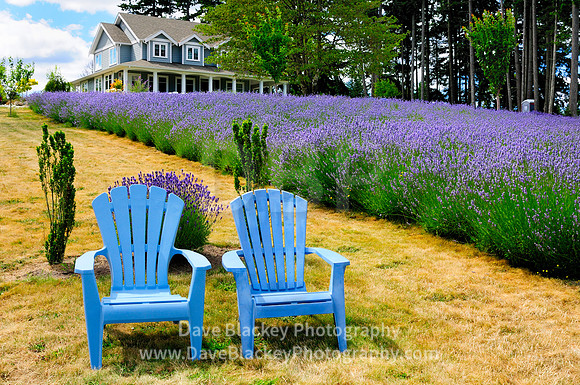 two blue chairs, lavender field farm cobble hill chairs, Damali Lavender Farm, Cobble Hill, BC, lavender