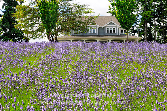 lavender field farm cobble hill home, Damali Lavender Farm, Cobble Hill, BC, lavender