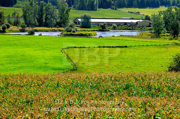 Corn fields storage barn farm land and the Shuswap River between Mabel Lake and Enderby, Corn fields, storage barn, farmland, Enderby, Mabel Lake