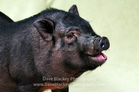Pot Belly Pig, piglet, pet, house trained, Cowichan Station