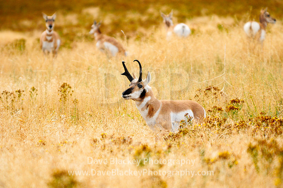 Montana, Pronghorn Antelope, National Bison Range, range