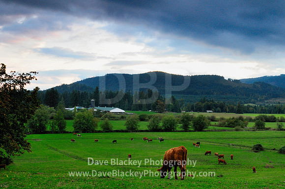 cows, grazing, pasture, field, Cowichan Station, Duncan