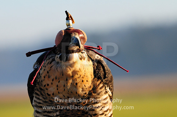 Hooded Peregrine falcon, hooded, close up