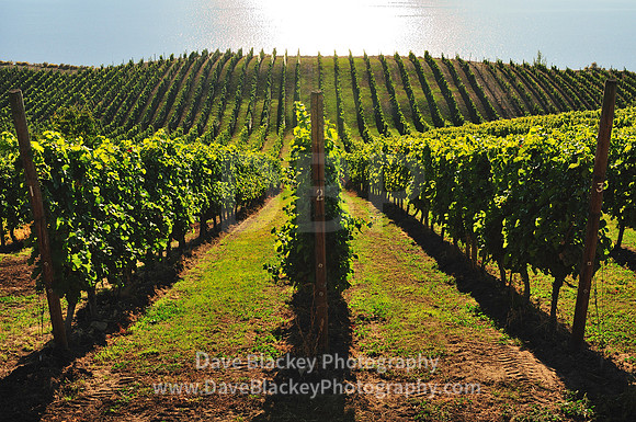 Lake Breeze Vineyards in Naramata, Lake Breeze Vineyards, Naramata