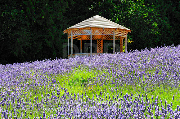 lavender field farm cobble hill, Damali Lavender Farm, Cobble Hill, BC, lavender, gazebo