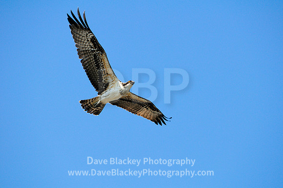 Cowichan Bay, Osprey,  soaring overhead flight flying Cowichan Bay Estuary