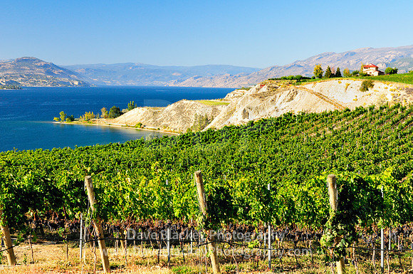 Vineyards hillside Naramata Vineyards, hillside, Naramata