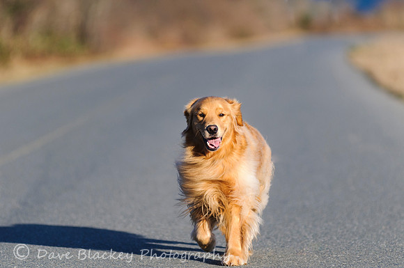 Golden Retriever, Walker, walk, road, Cowichan Bay