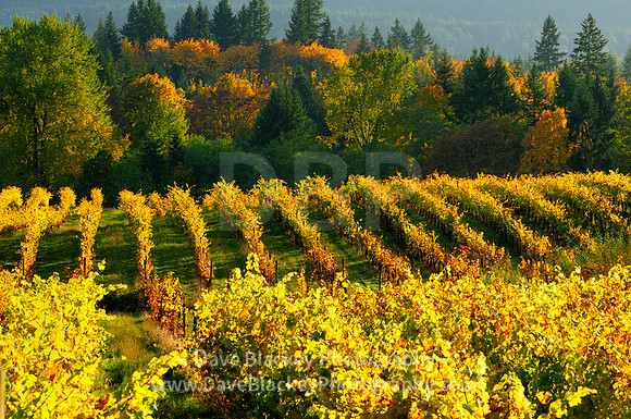 Vineyard, Zanatta Winery, Glenora, fall colours