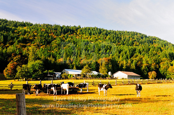 dairy cows feeding trough, Dairy cows, trough, Duncan, BC