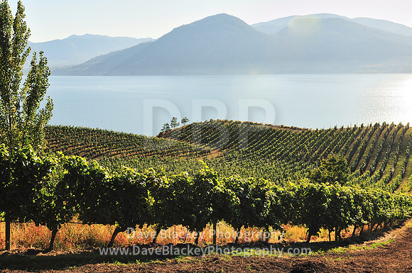 Lake Breeze Vineyards and Winery in Naramata, Lake Breeze Vineyards, Naramata, BC