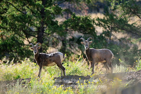 Interior, BC, mountain sheep, rocky