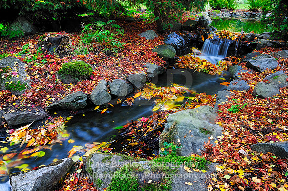 Beacon Hill Park Victoria maple leaves fall colours
