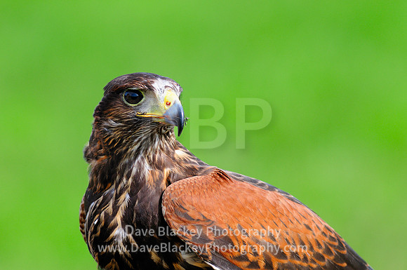 Harris Hawk, close up, captive portrait