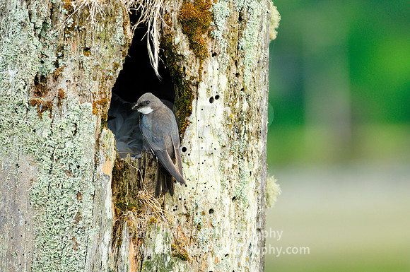 Tree Swallow, Cowichan Bay, bird, nest estuary