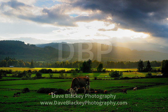 Dairy cows, grazing, Cowichan Station, Duncan, field, pasture