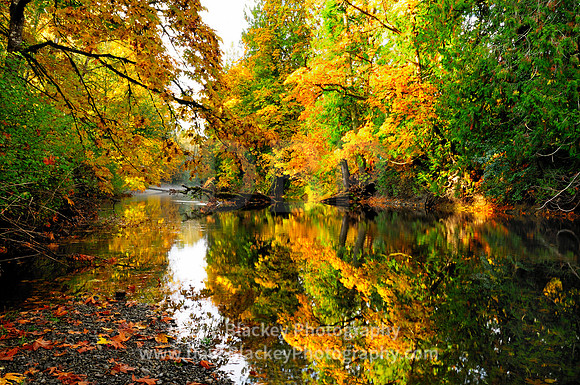 Fall colours, Koksilah River, trees, Duncan, Cowichan Station