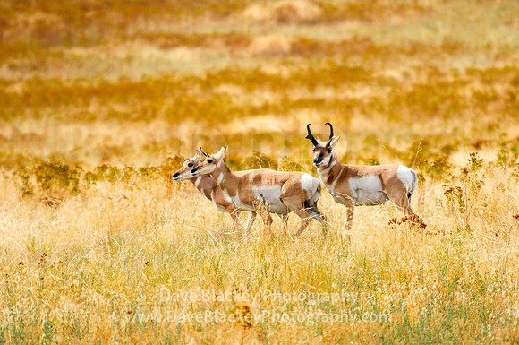 Montana, Pronghorn Antelope, National Bison Range, herding, range