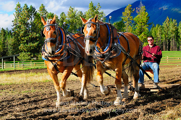 Fort Steele, Belgian horses, plowing, lifestyle