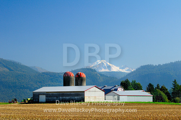Barns and silos in Abbotsford with Mt Baker; Abbotsford, BC, Mt. Baker, silos and barns