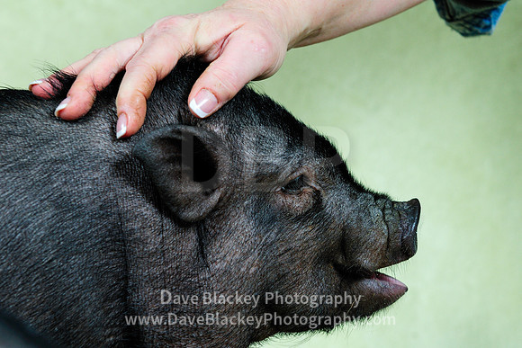 Pot Belly Piglet, pet, house trained, Cowichan Station