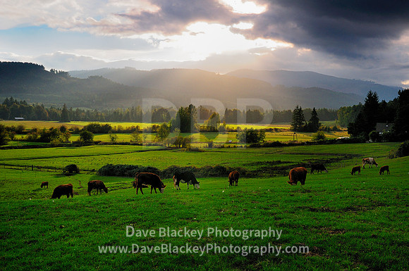 Dairy cows, grazing, Cowichan Station, Duncan, field, pasture